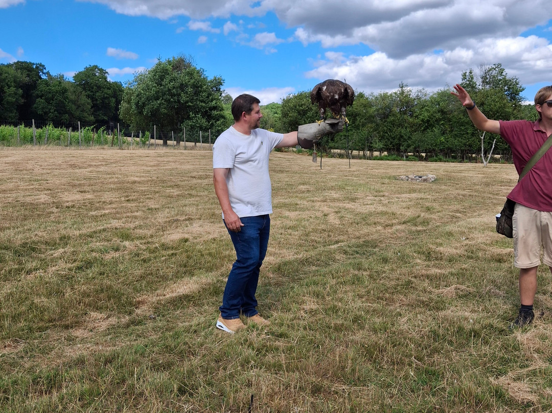 UK Owl And Raptor Centre-Groombridge必去景点