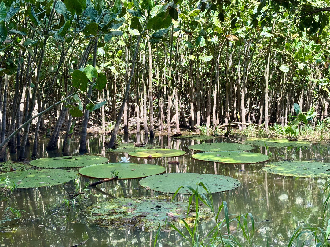 Naineku Amazon Trip Puerto Nariño-Puerto Narino必去景点