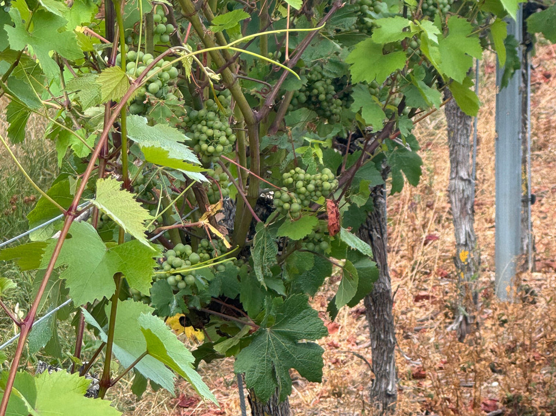 Langham Wine Estate Vineyard-多切斯特必去景点