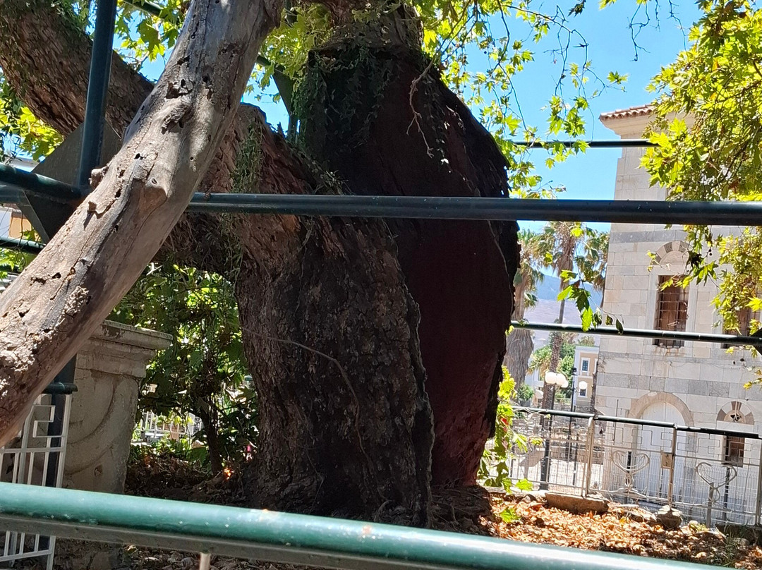 Hippocrates Tree-Kos Town必去景点