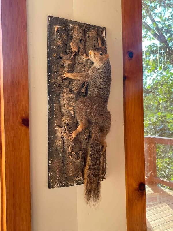 Tree Top Lodge