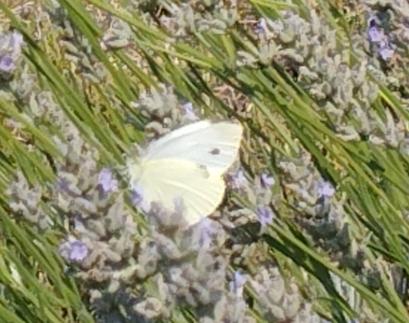 Area Natura Rio Bianco-Stenico必去景点