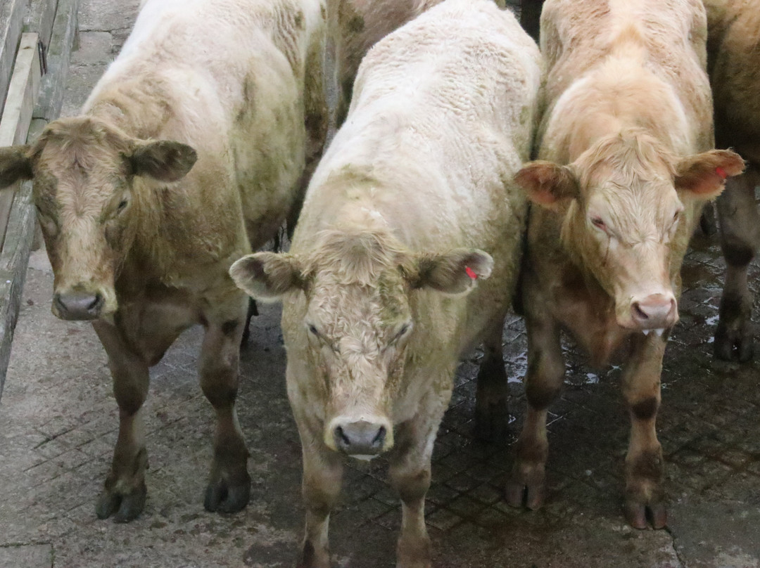 Feilding Saleyards Guided Tour-Feilding必去景点