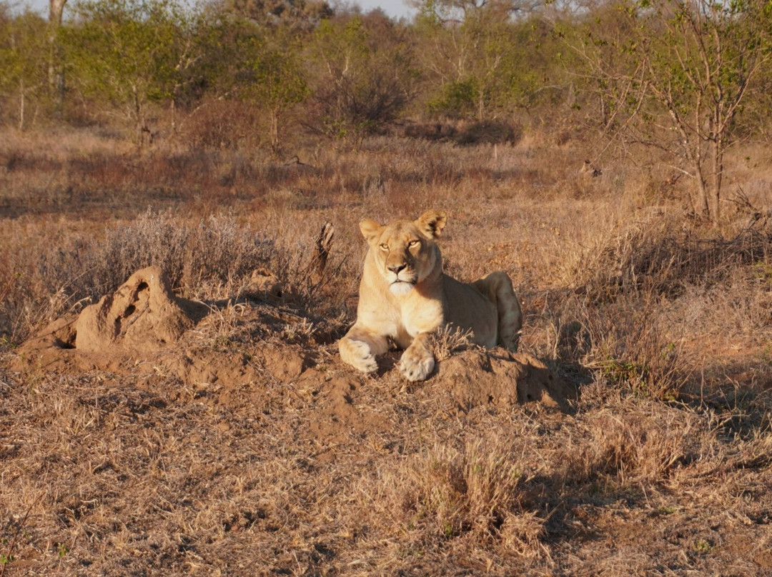 African Safari Group-开普敦必去景点