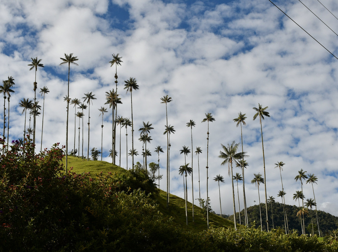 Valle del Cocora-萨伦托必去景点