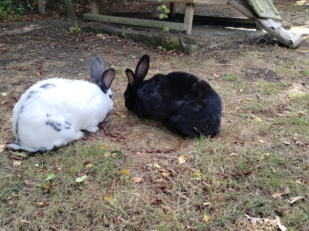 Lee Valley Animal Adventure Park-沃尔萨姆阿比必去景点