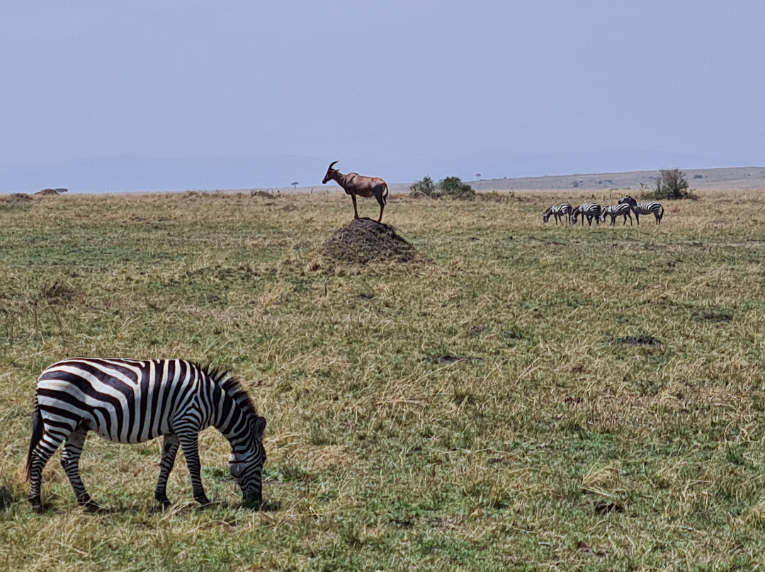 Wasili Kenya Safaris-内罗毕必去景点