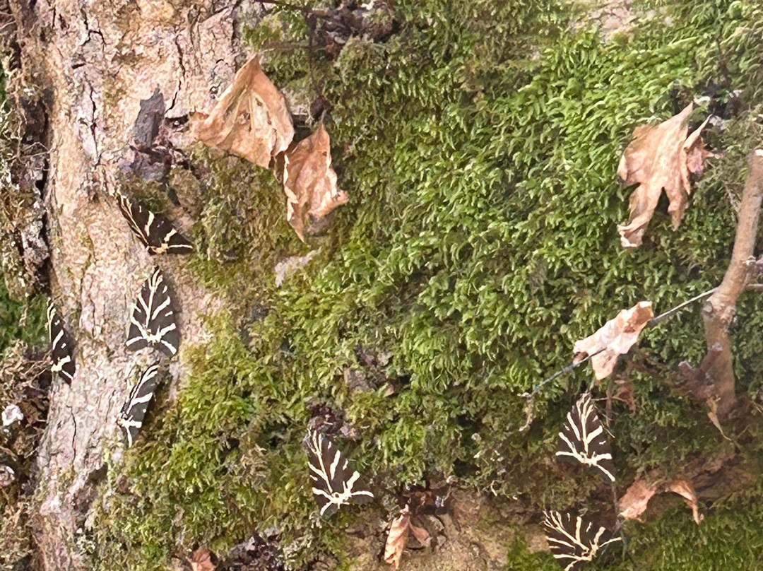 Valley of the Butterflies-Petaloudes必去景点