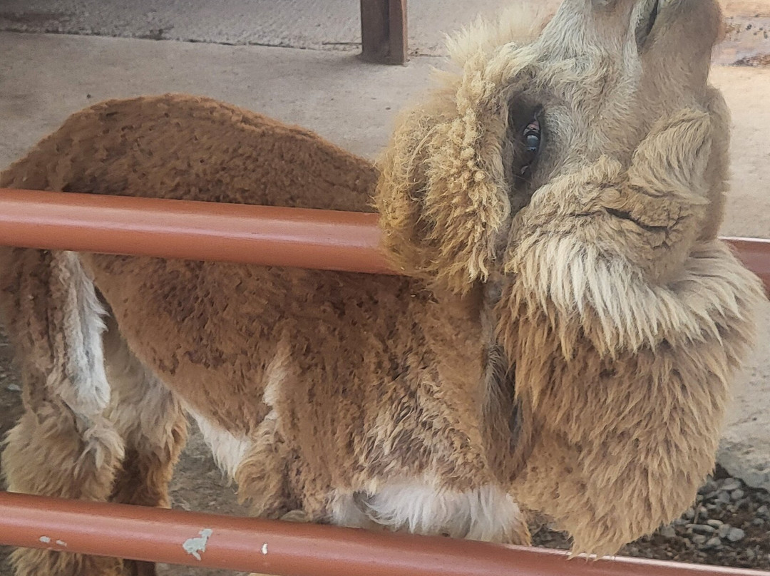 Camel Park Sunny Beach-拉夫达必去景点