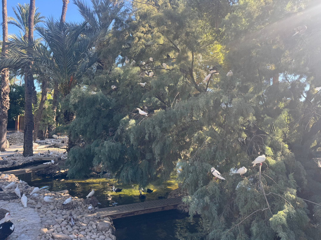 Palmeral of Elche-埃尔切必去景点
