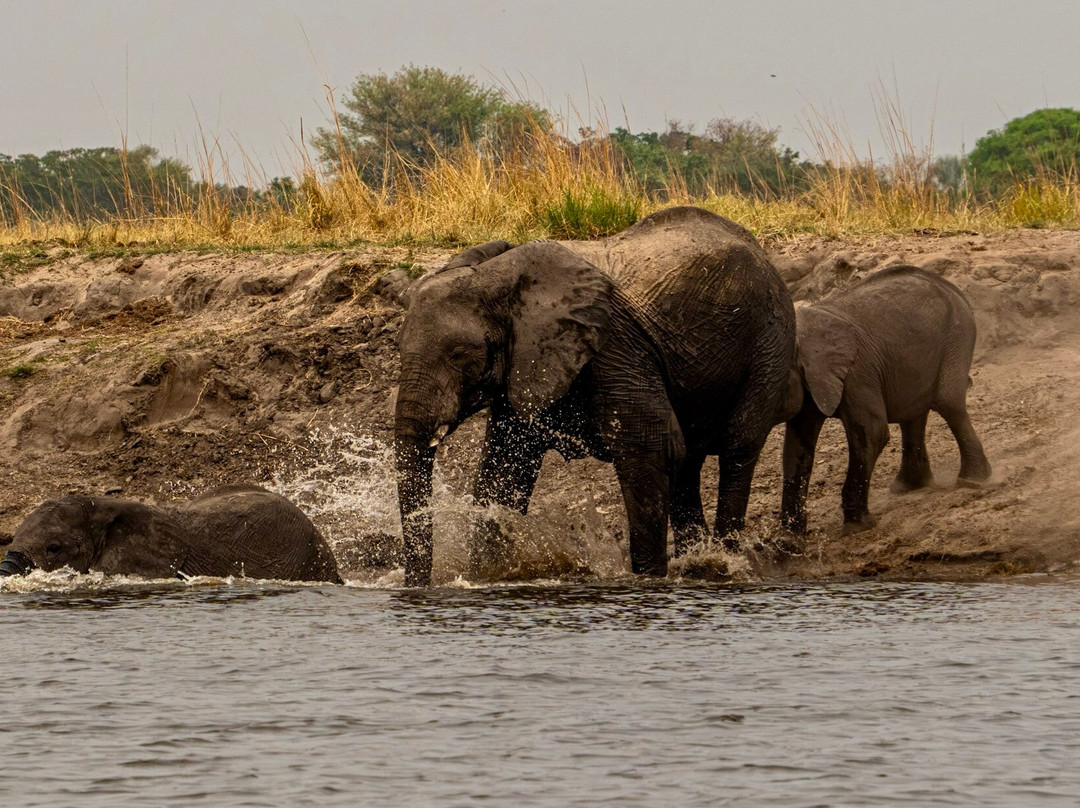 Zambezi Queen Collection by Mantis-Kasika必去景点