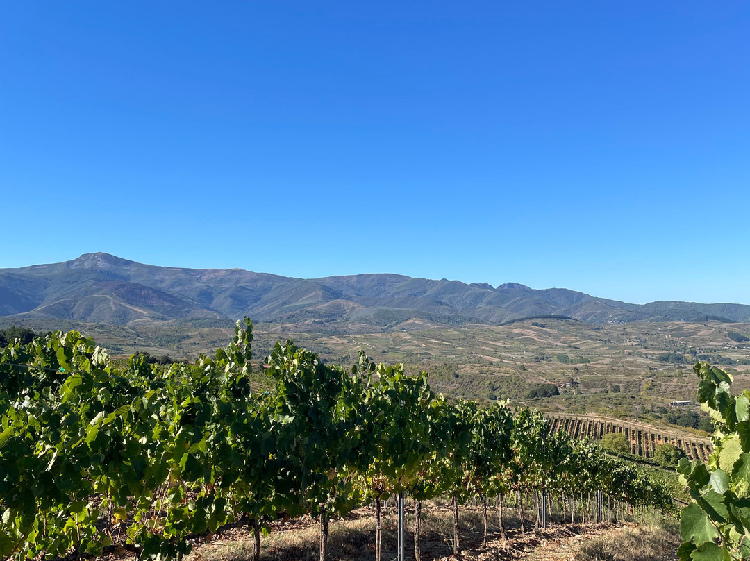 Emilio Moro Bodegas-Pesquera de Duero必去景点