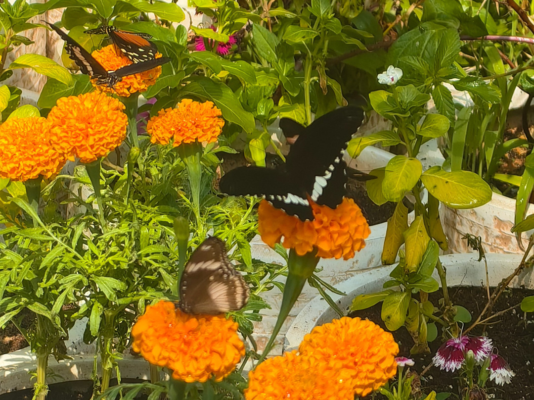The Butterfly Gardens Abu Dhabi-阿布扎比必去景点