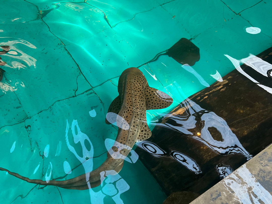 Port Stephens Animal Adventures-Bobs Farm必去景点