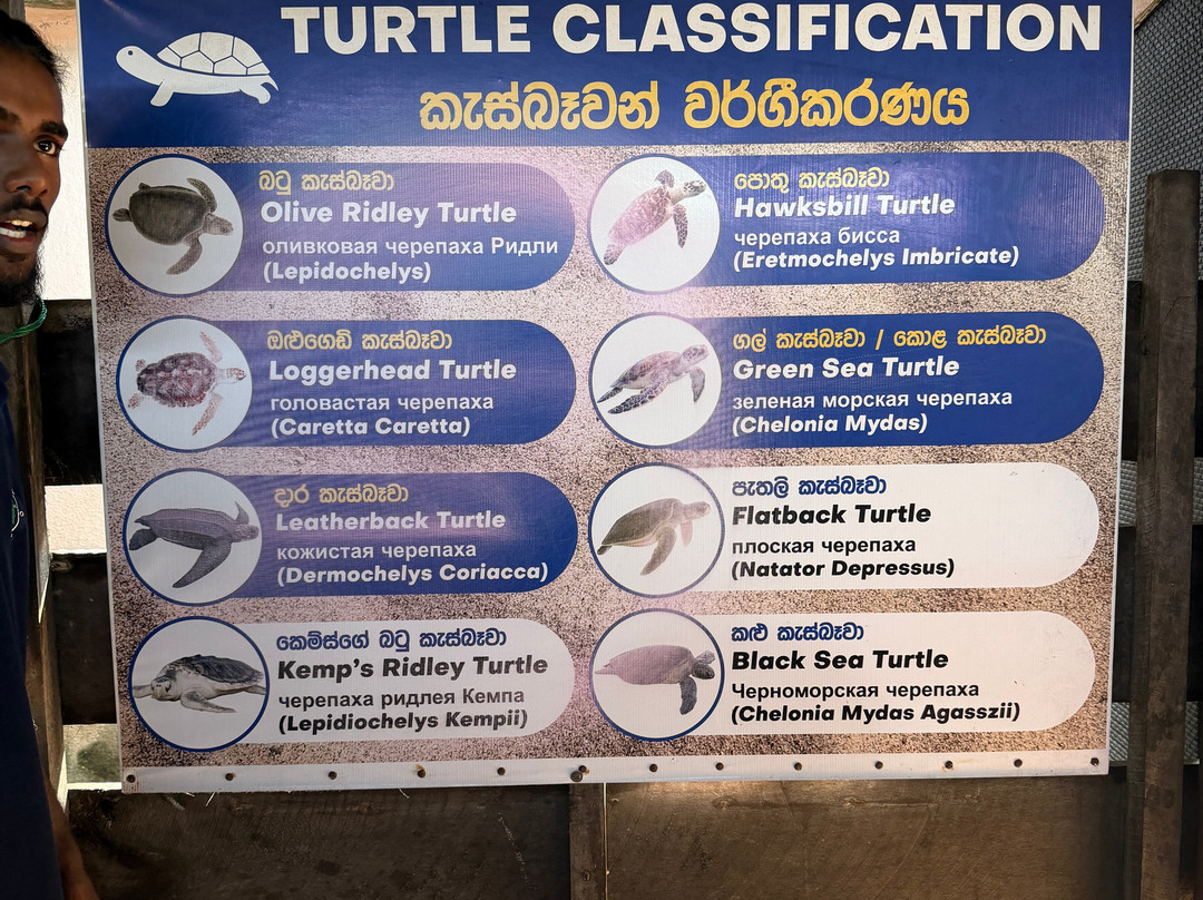 Sea Turtle Conservation Project (Koggala)-克拉必去景点