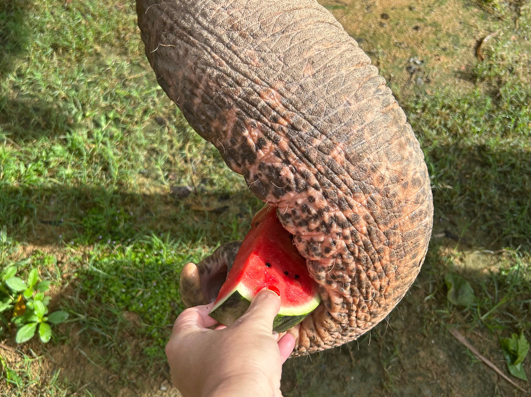 普吉丛林大象保护区-芭东海滩必去景点