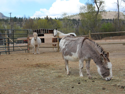 Willowbrook旅游景点-Swiller's Pond Petting Farm