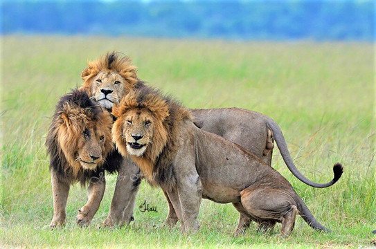 DK Grand Safaris-内罗毕必去景点