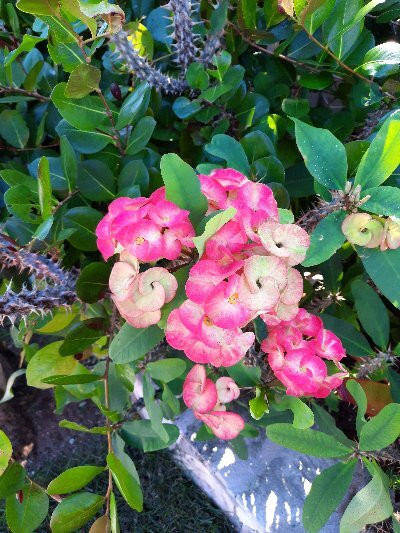 黄蝉别墅山林小屋主图