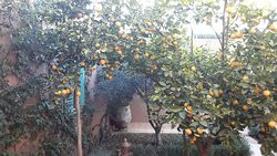 Riad Les Deux Citronniers Chambres D'Hotes, Garden & Spa主图