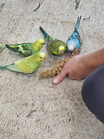 The Girls Strawberry U-pick-德拉海滩必去景点