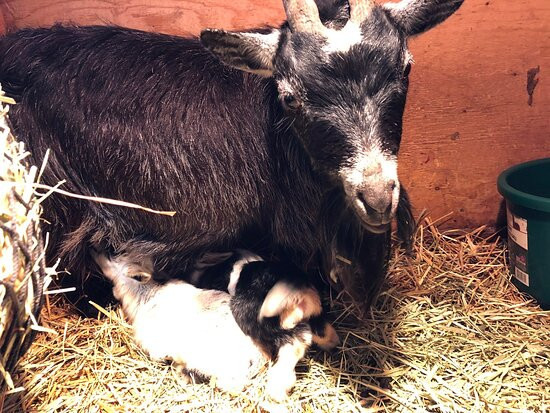 Triple C Farm-安卡斯特必去景点