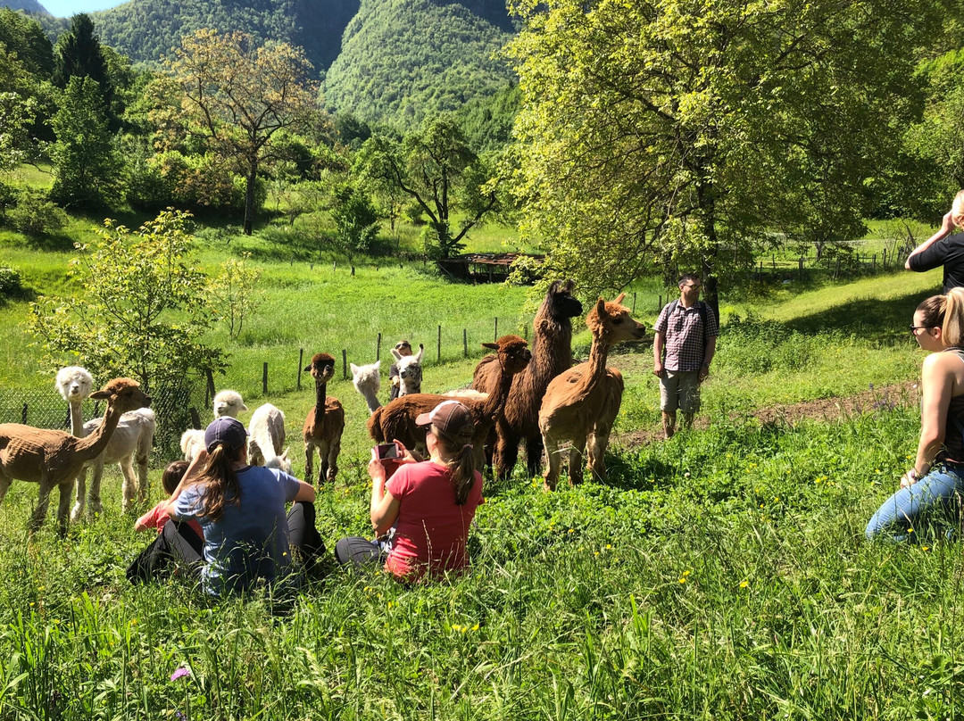 Trekking con alpaca e lama