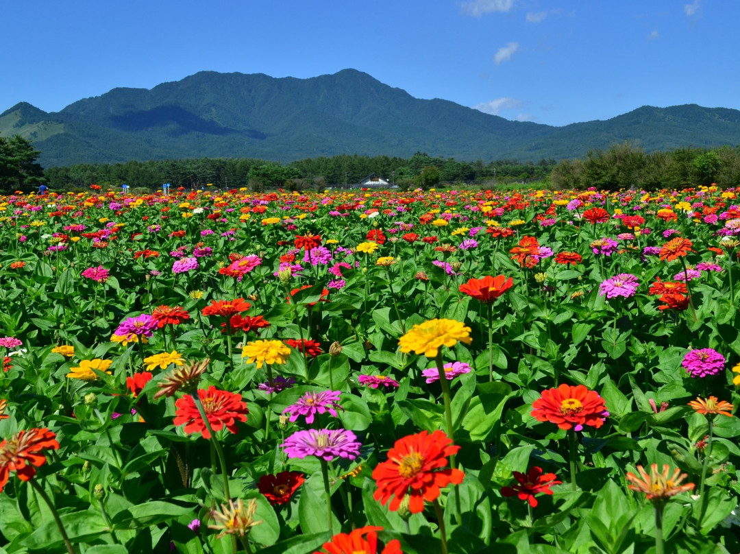 山中湖村旅游攻略图片