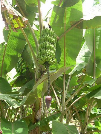 Banana Museum (Le Musee de la Banane)-马提尼克必去景点