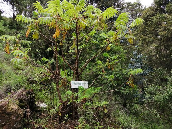 Gullele Botanical Garden-亚的斯亚贝巴必去景点