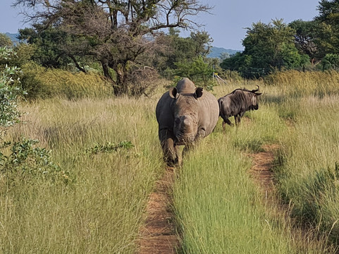 Beestekraal旅游攻略图片