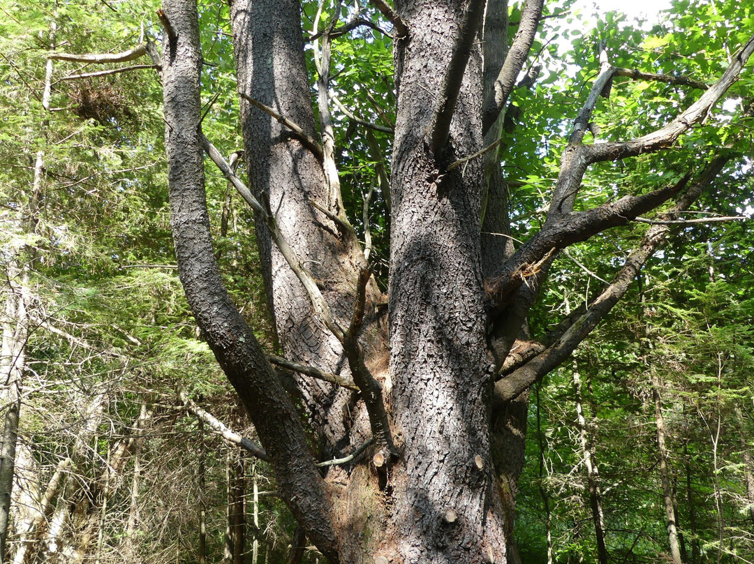 Parc-Nature du Lac Jérôme景点图片