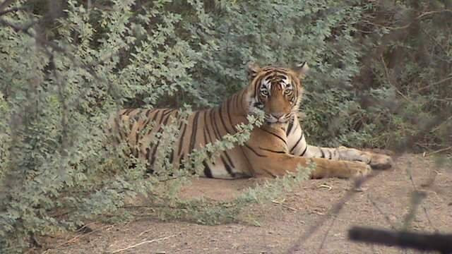 Ranthambore Tiger Safari-瑟瓦伊马托布尔必去景点