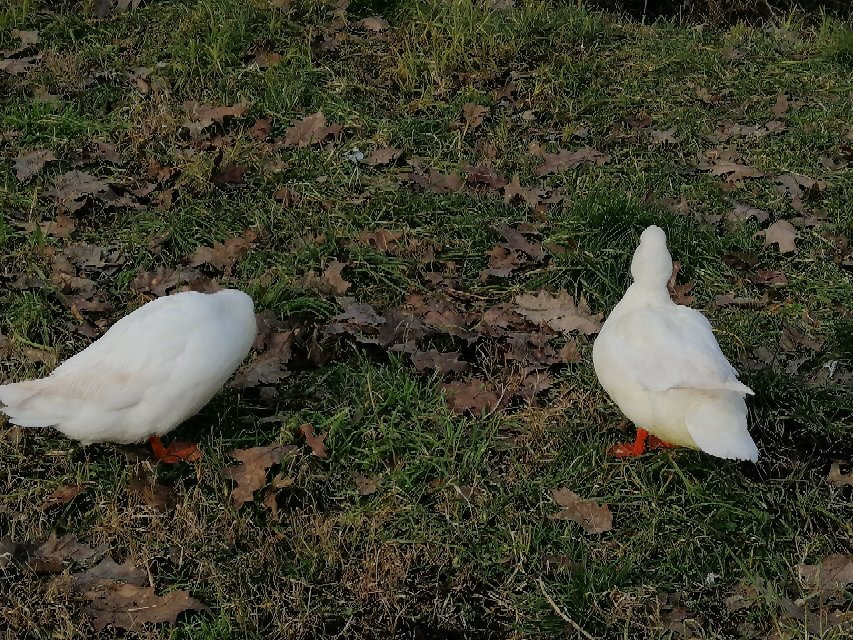 Parco del Lambro Meridionale e del Ticinello