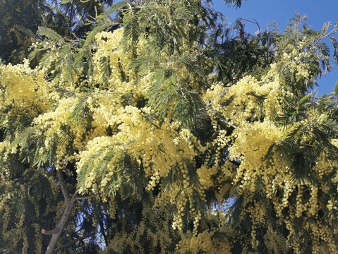 Parquelagos, Torrelodones, Galapagar, La Navata, Circular-Galapagar必去景点
