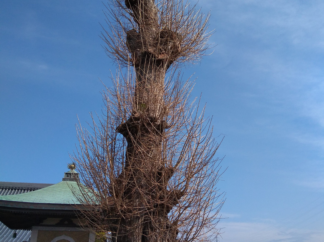 Maidenhair Tree of Manraku-ji Temple-御坊市必去景点