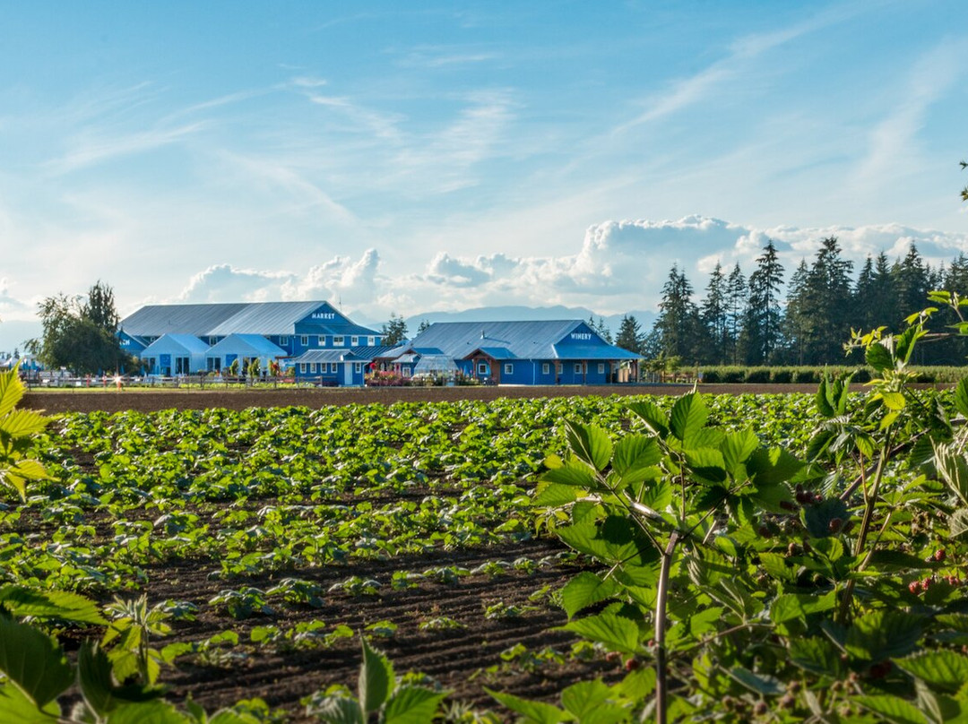 Krause Berry Farms & Estate Winery景点图片