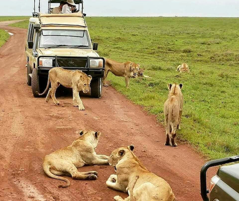 Destinazione kenya con Kish-瓦塔木必去景点