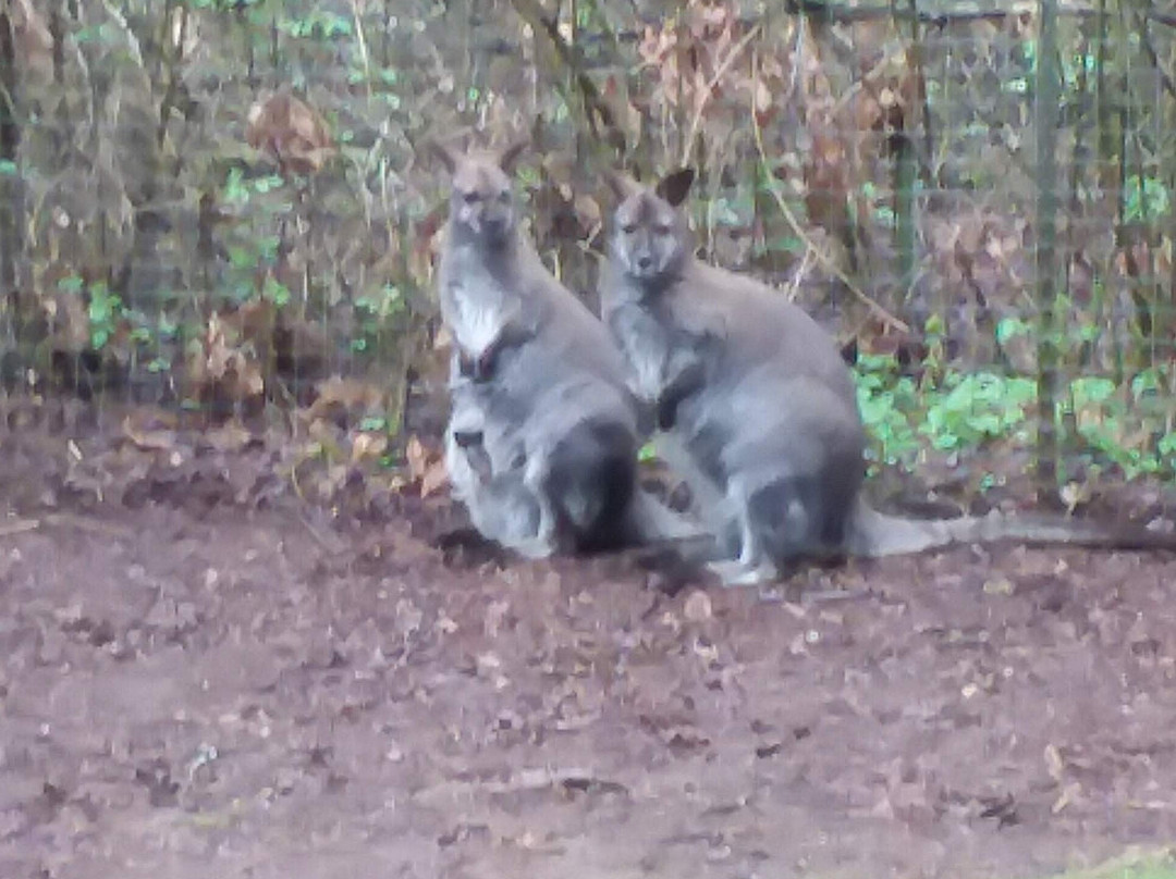 Outback Kangaroo Farm景点图片