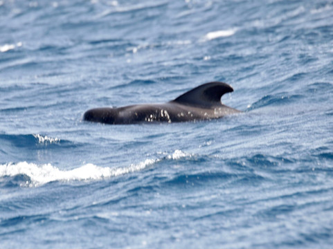 Bonadea Ii Eco Whale Watching-特内里费岛必去景点
