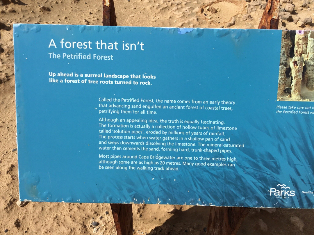 Petrified Forest and Blowholes-Cape Bridgewater必去景点