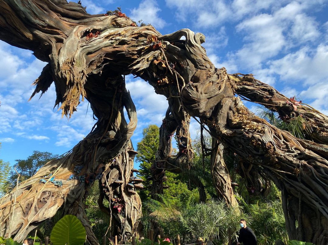Pandora – The World of Avatar-奥兰多必去景点