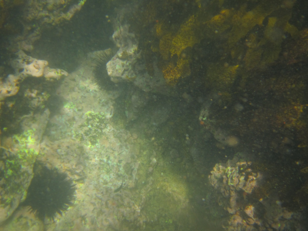 Cabbage Tree Bay Aquatic Reserve景点图片