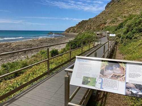 Godfrey’s Beach Penguin Viewing-斯坦利必去景点