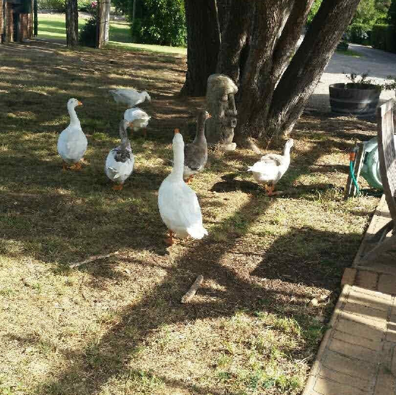 易菱森林葡萄园和酿酒厂-Sutton Forest必去景点