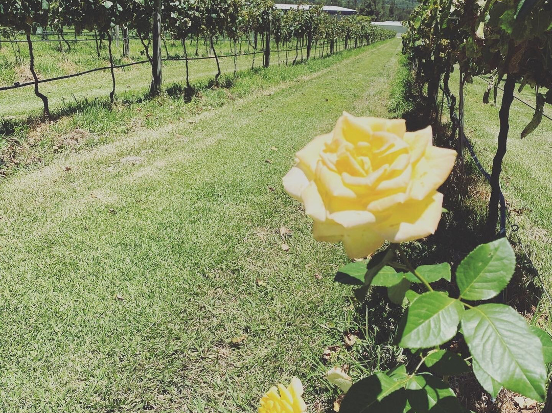 Hunter Valley Tours for Two景点图片