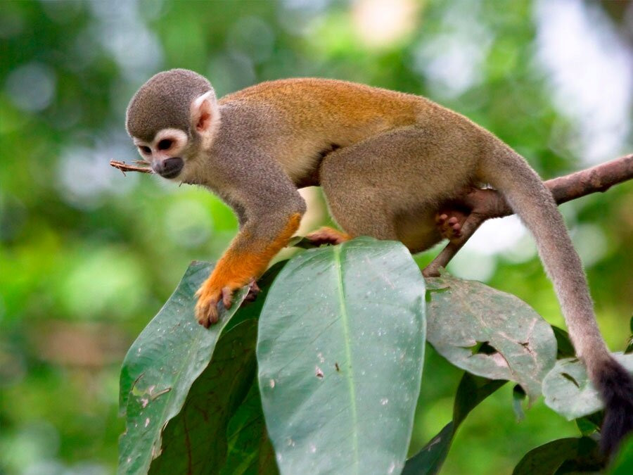 Kosnipata Valley-玛努国家公园必去景点