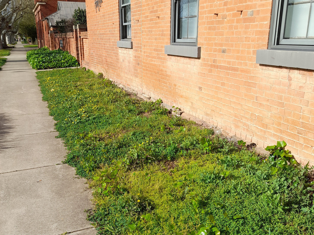 The Houston Wagga主图