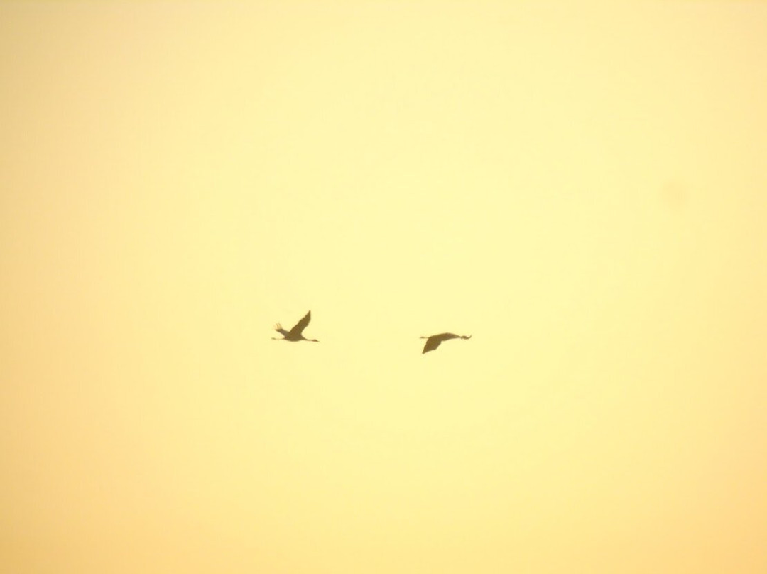 Lakenheath Fen RSPB Reserve-Lakenheath必去景点