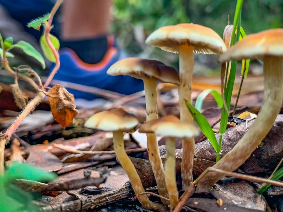 Hunter Region Botanic Gardens景点图片